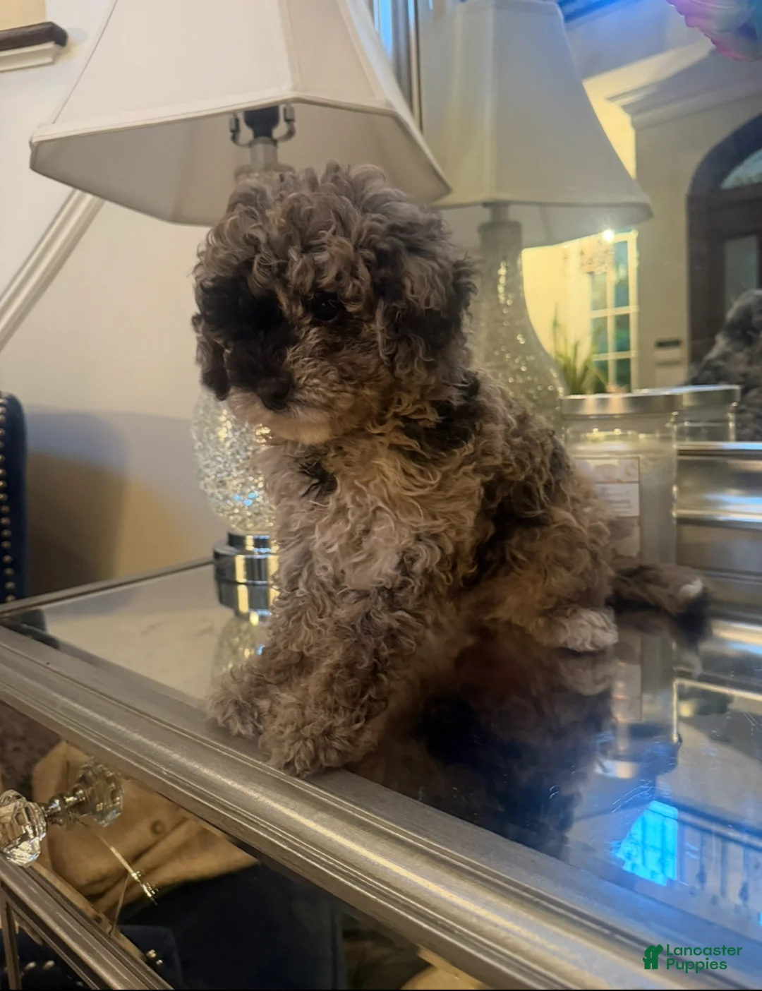 Mini Aussiedoodle dogs for sale: Mini Aussiedoodle 1 - Ad 2