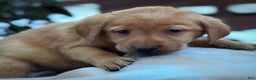 Labrador Retriever dogs for sale: Labrador Retriever Puppy 1 - Ad 2