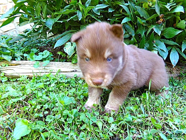 Siberian Husky dogs S8 - Ad 2