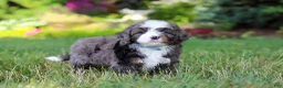 Mini Bernedoodle dogs for sale: Whyatt - Ad 8
