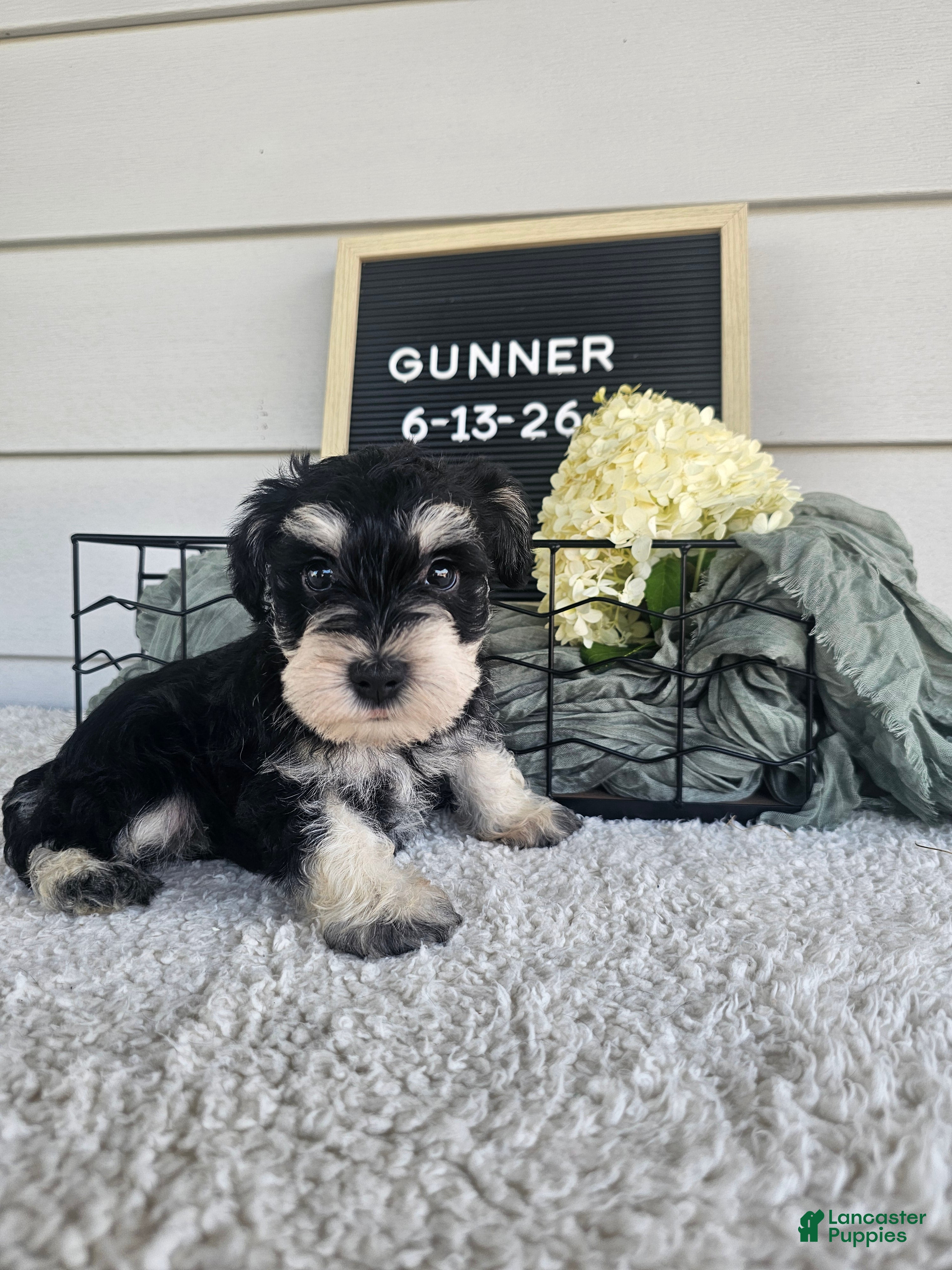 Miniature Schnauzer dogs Gunner - Ad 1