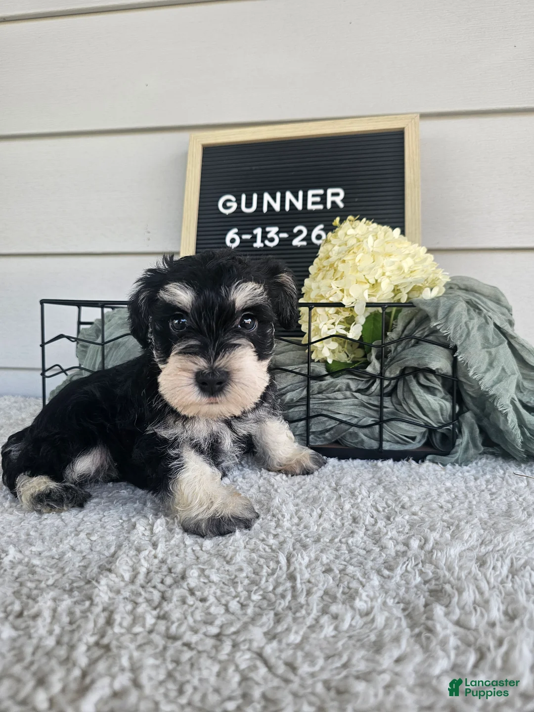Miniature Schnauzer dogs for sale: Gunner - Ad 1