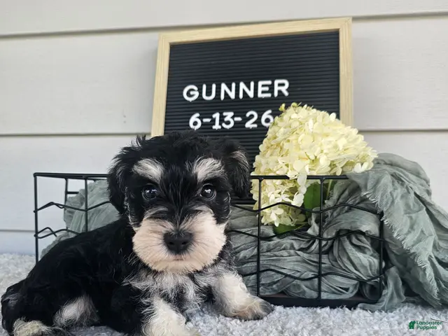 Miniature Schnauzer dogs Gunner - Ad 1
