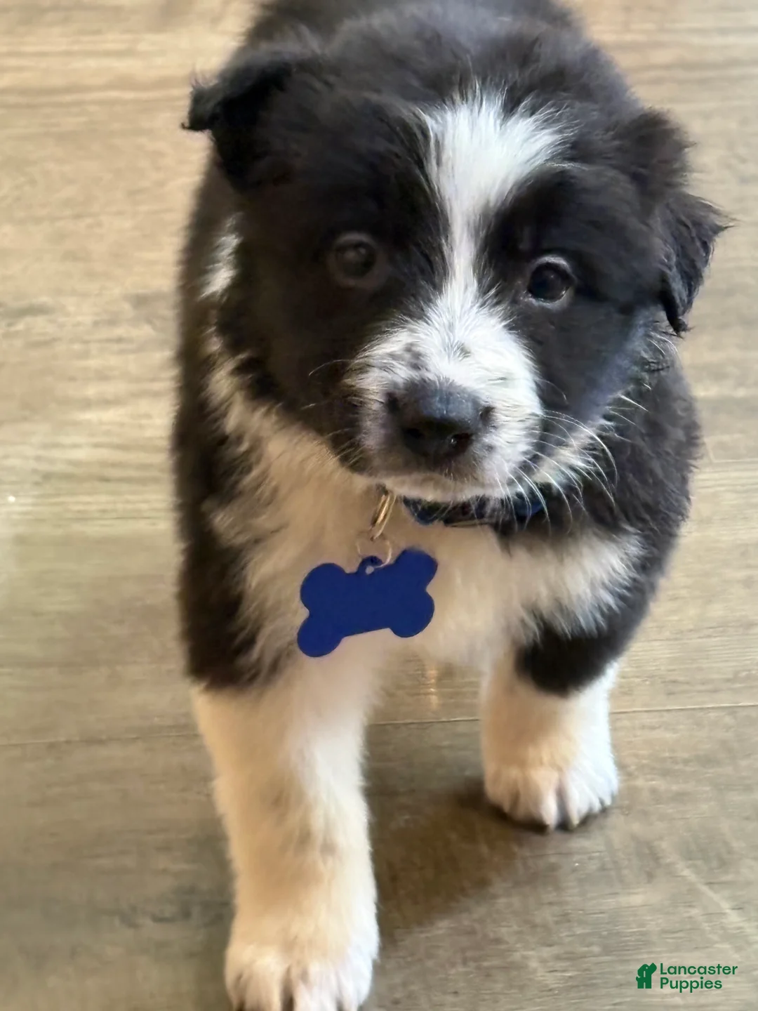 Border Collie dogs for sale: Bluey - Ad 2