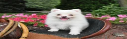Pomeranian dogs for sale: Ranger - Ad 5