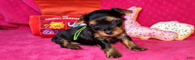 Yorkshire Terrier Puppy 4