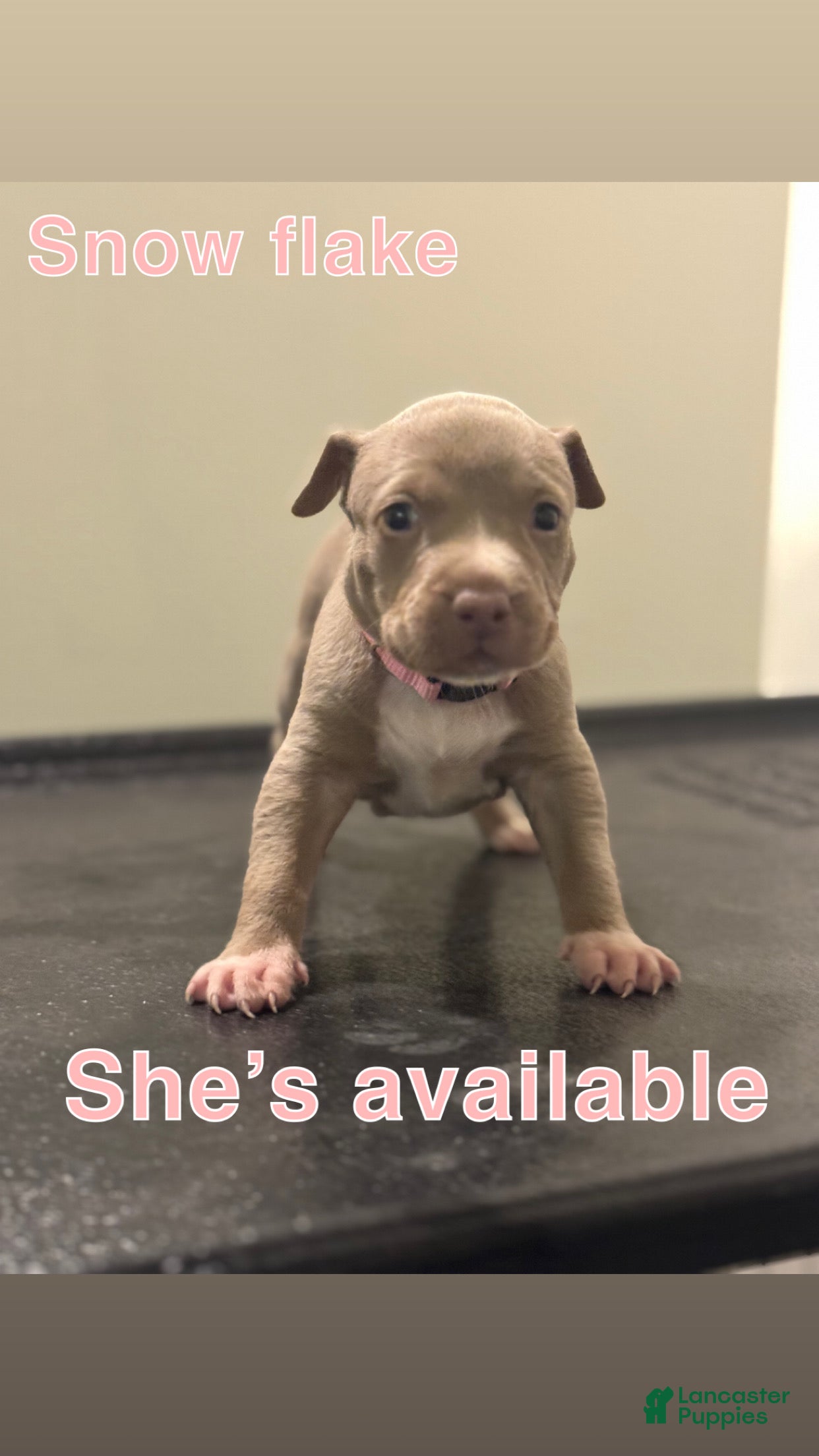 American Pit Bull Terrier dogs American Pit Bull Terrier Puppy 6 - Ad 5
