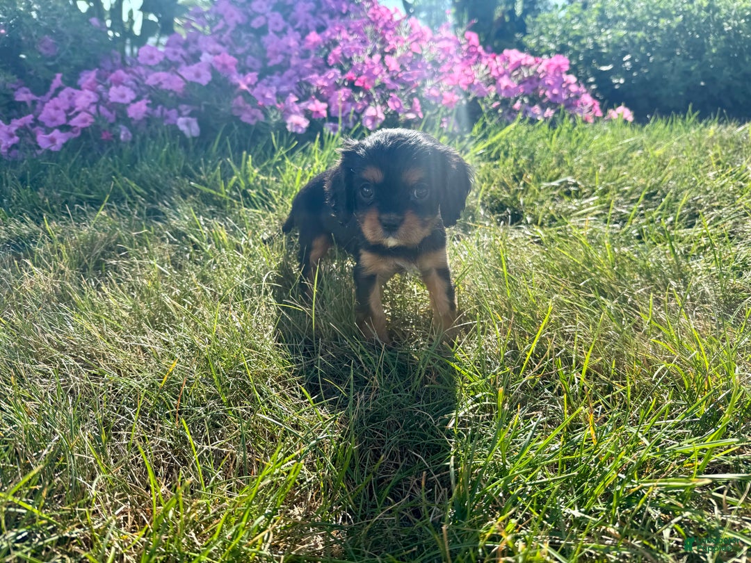 Cavalier King Charles Spaniel dogs for sale: Roscoe - Ad 9