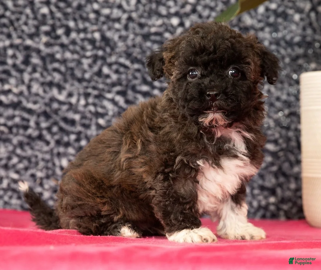 Havapoo dogs for sale: Garrett - Ad 2