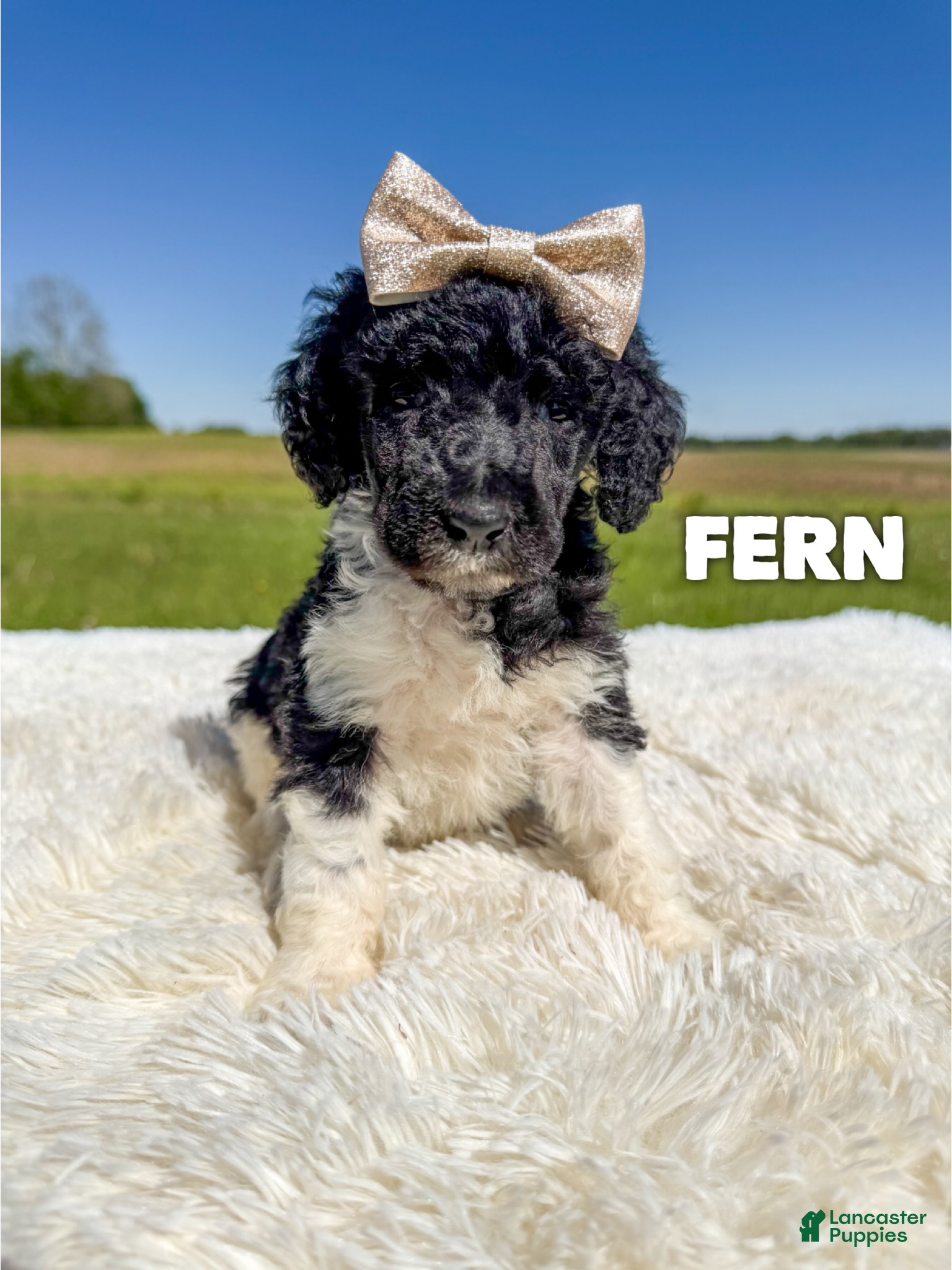 Standard Poodle dogs Fern - AKC - Ad 14
