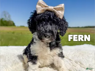 Standard Poodle dogs Fern - AKC - Ad 14