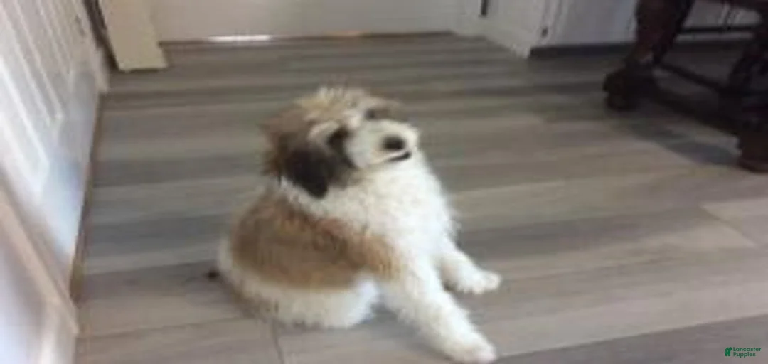 Gallery Image {{count}}