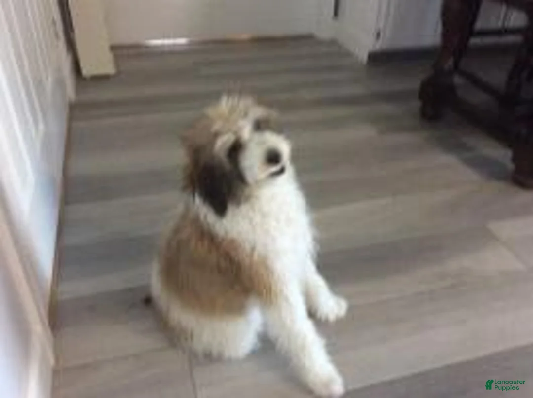 Gallery Image {{count}}