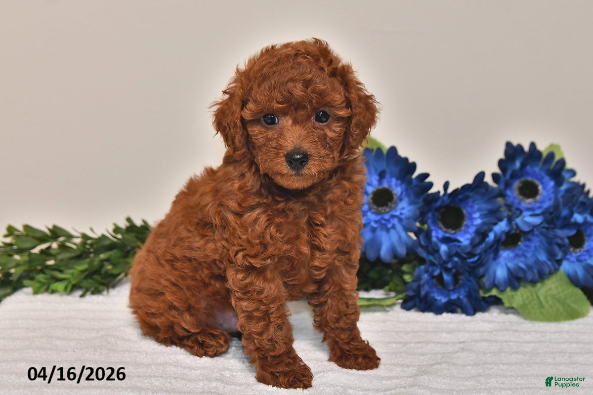 Miniature Poodle dogs Oscar - Ad 1