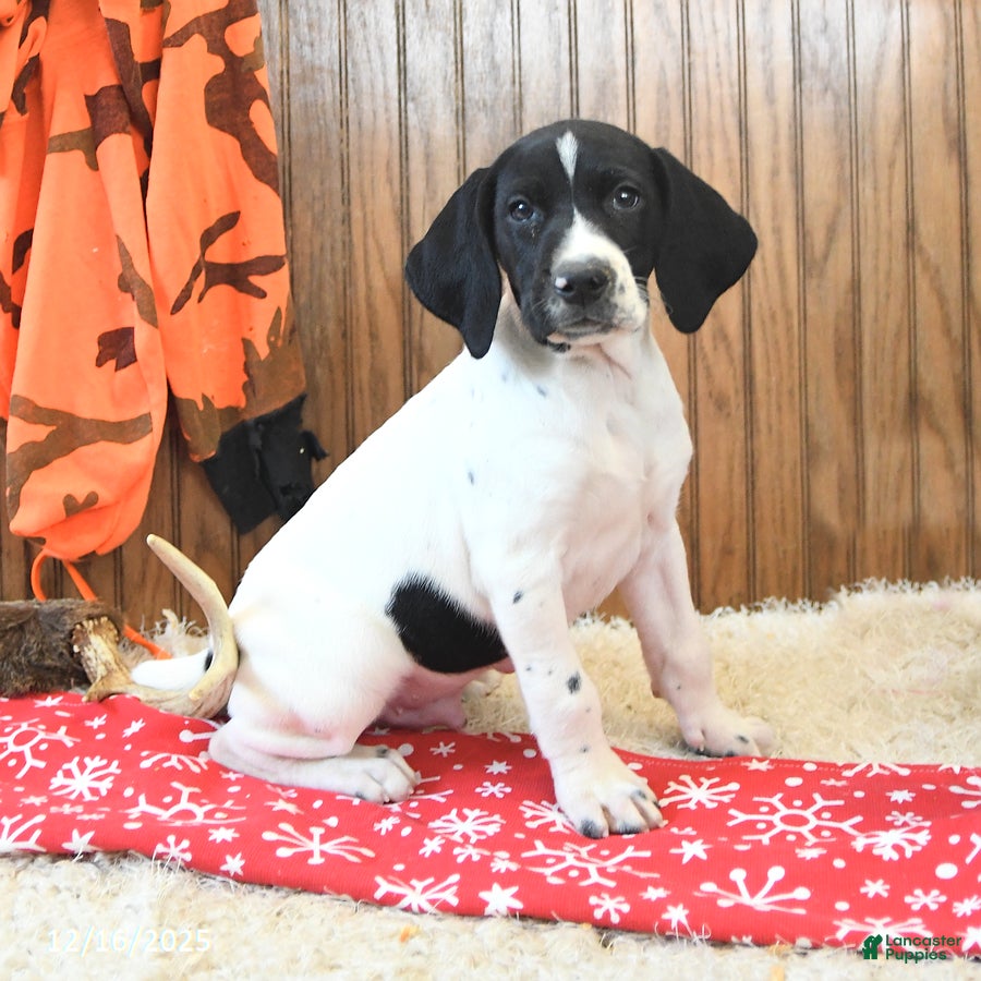 German Shorthaired Pointer dogs Diamond - Ad 6