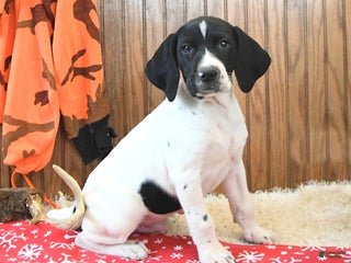 German Shorthaired Pointer dogs Diamond - Ad 6