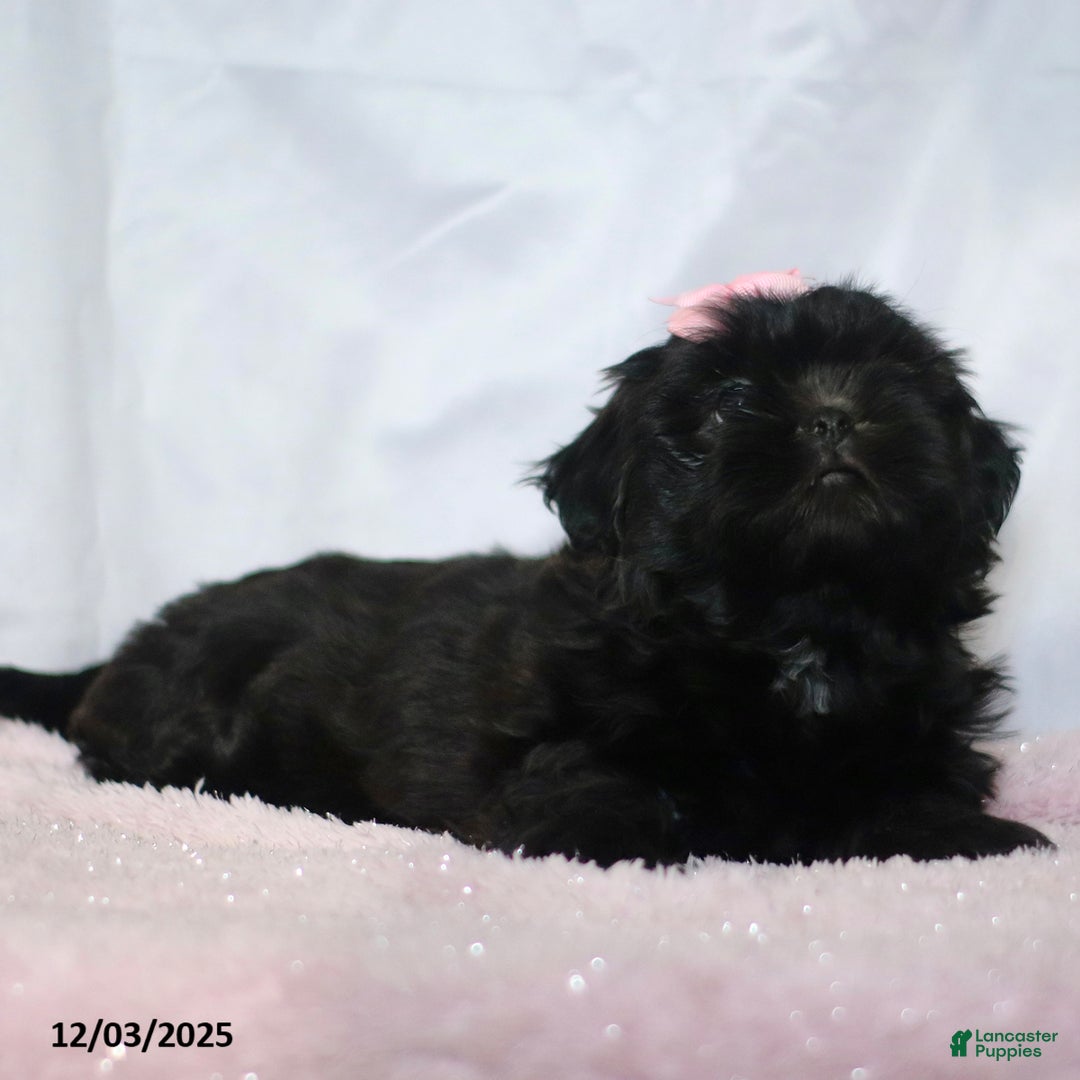 Shih Tzu dogs for sale: Jewel - Ad 2