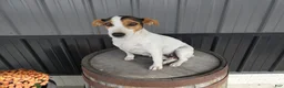 Mixed Breed dogs for sale: Mixed Breed 2 Milo - Ad 6