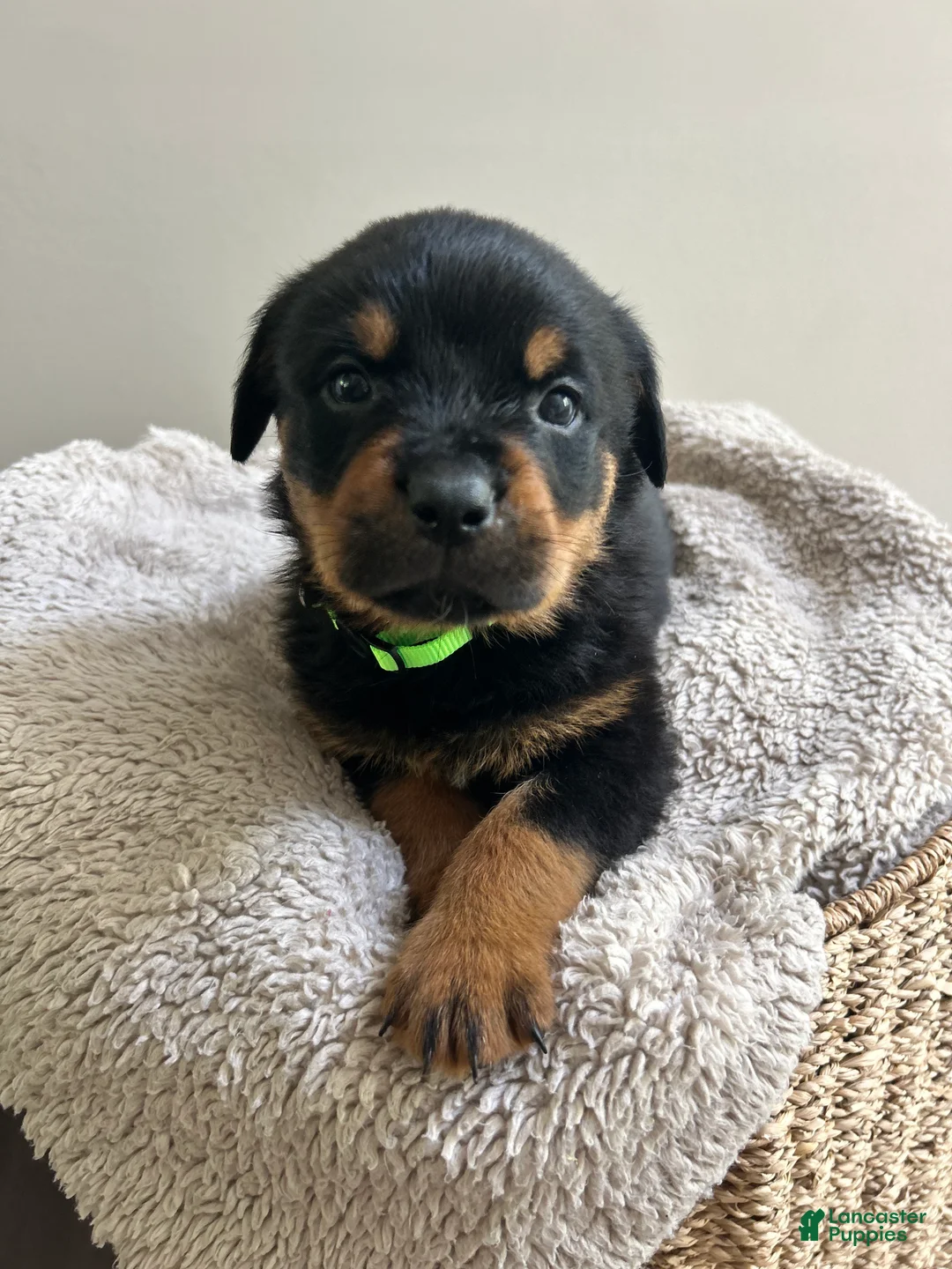 Rottweiler dogs for sale: Snickers - Ad 2