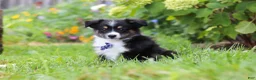 Toy Australian Shepherd dogs for sale: Logan - Ad 3