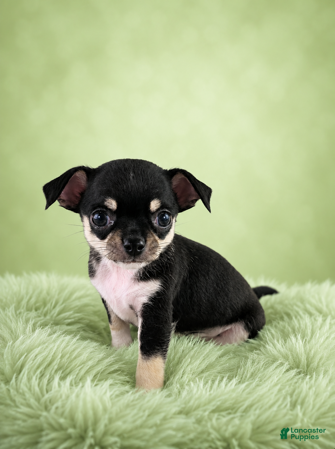 Chihuahua dogs AKC Peter - Ad 2