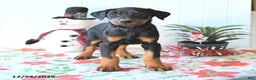 Doberman Pinscher dogs for sale: Baxter - Ad 3