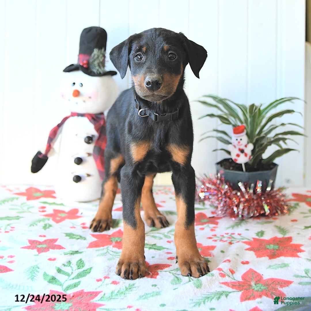 Doberman Pinscher dogs for sale: Baxter - Ad 3