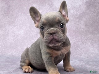 French Bulldog dogs - Ad 24