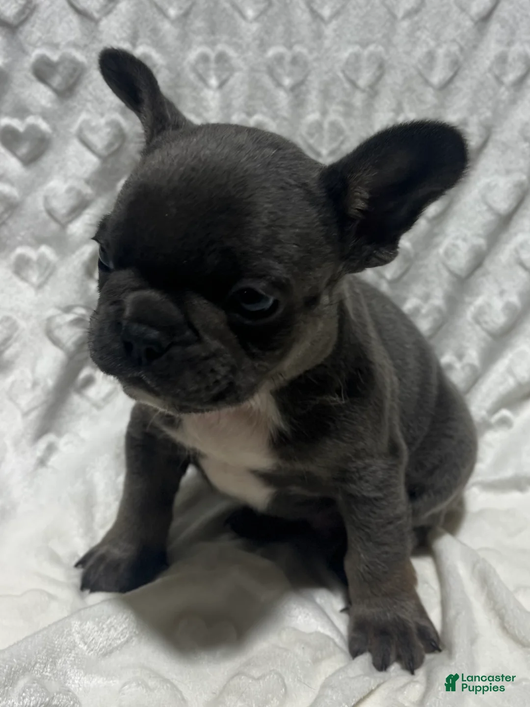 French Bulldog dogs for sale: French Bulldog Puppy 1 - Ad 2