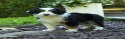 Aussiedoodle dogs for sale: Pepper - Ad 3