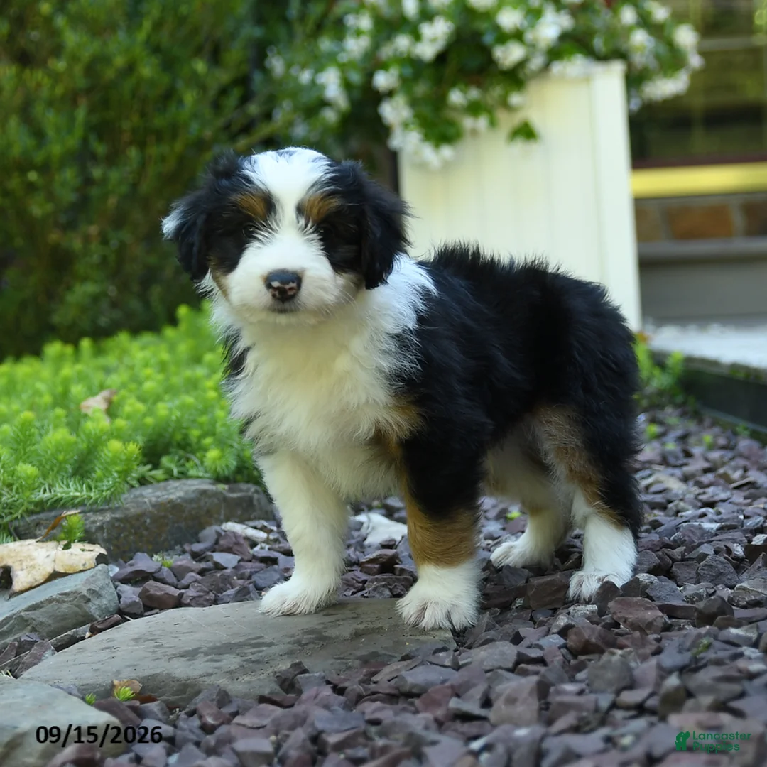 Aussiedoodle dogs for sale: Pepper - Ad 3