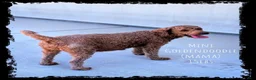 Mini Goldendoodle dogs for sale: 🍂 AUTUMN  - Ad 6