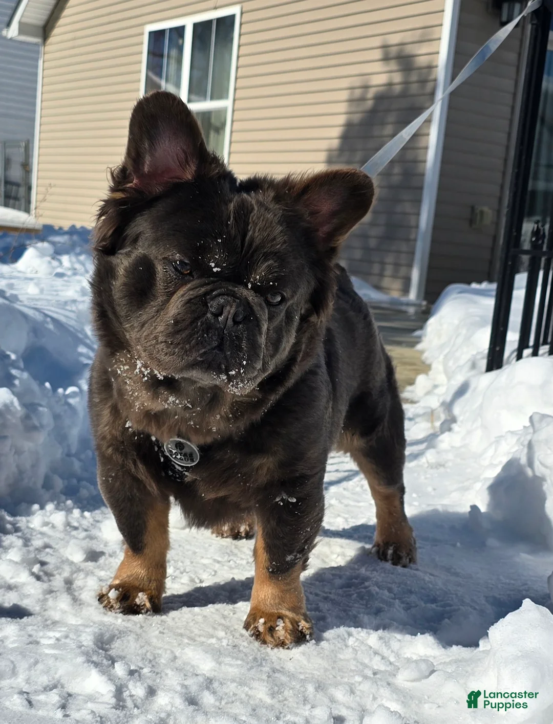 French Bulldog dogs for sale: Tyson - Ad 4