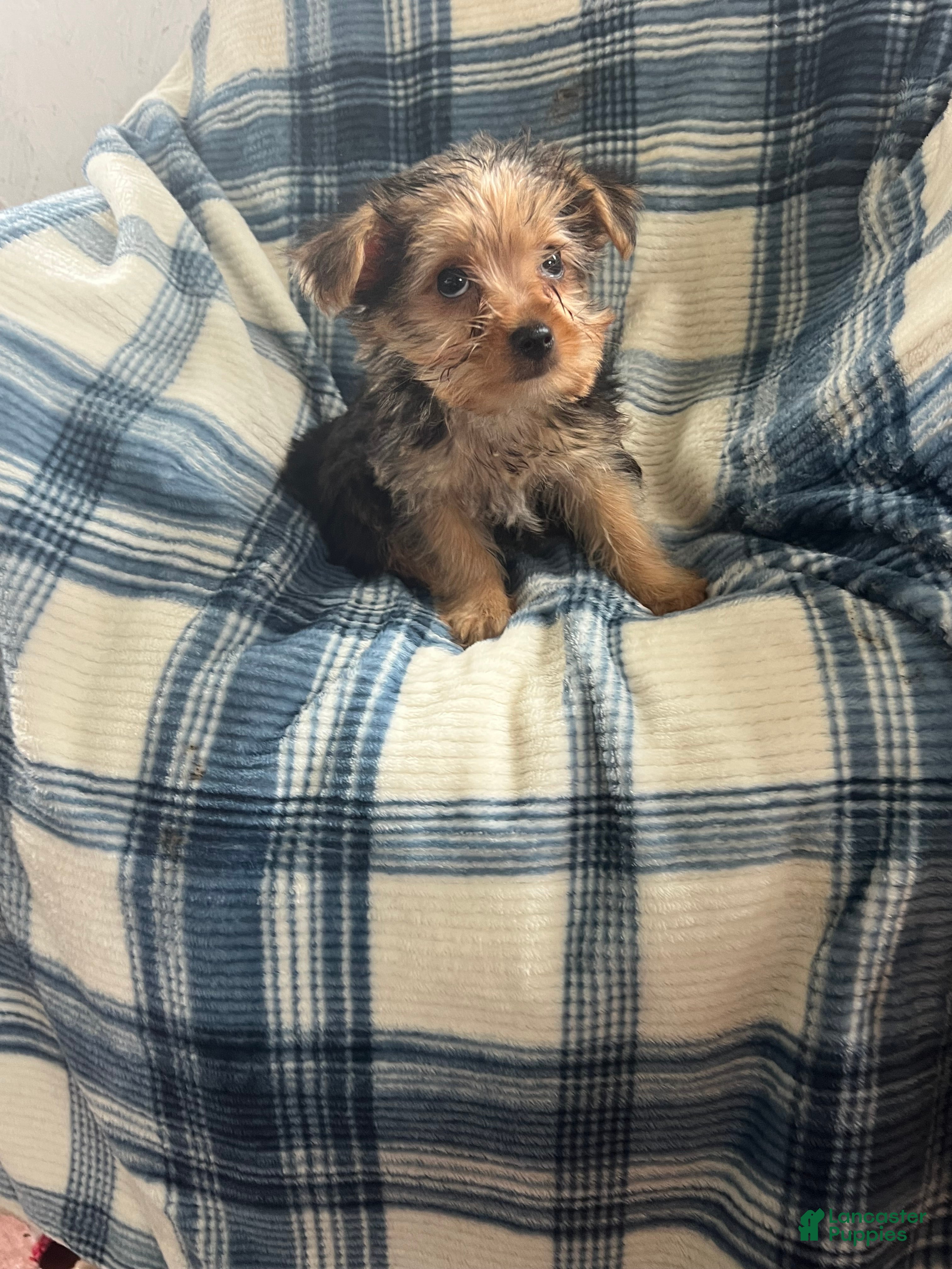 Yorkshire Terrier dogs Danny Boy - Ad 1