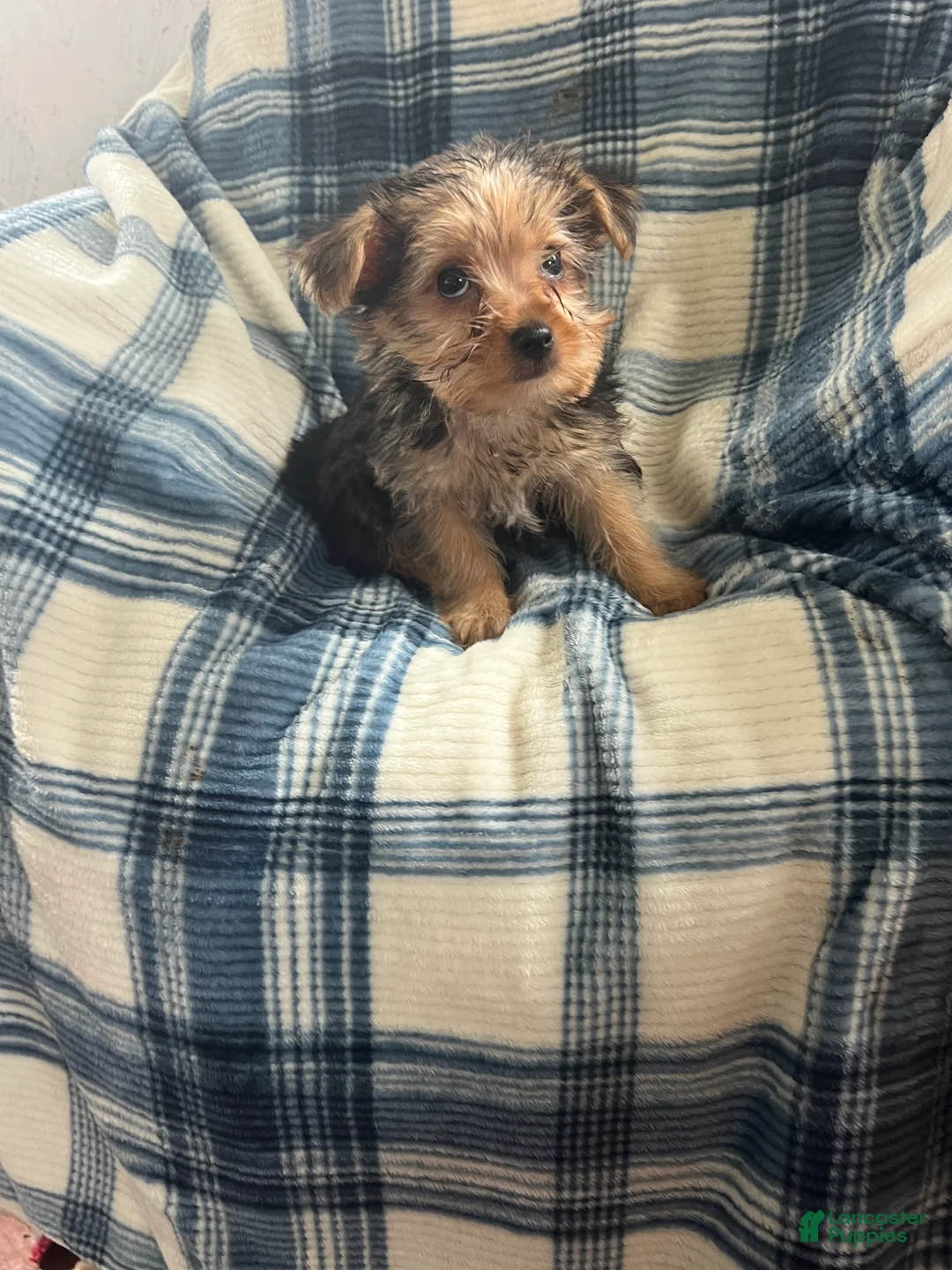 Yorkshire Terrier dogs for sale: Danny Boy - Ad 1