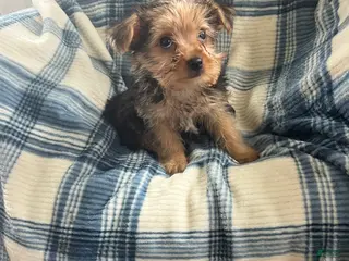 Yorkshire Terrier dogs for sale: Danny Boy - Ad 1