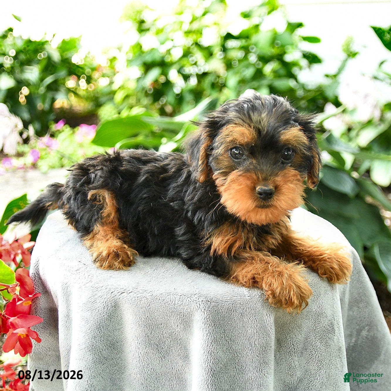 Yorkiepoo dogs Pruitt - Ad 2