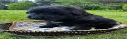 Bouvier Des Flandres dogs for sale: Bouvier Des Flandres 2 - Ad 4