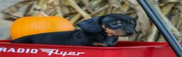 Miniature Dachshund dogs for sale: Zeke🐾 - Ad 9