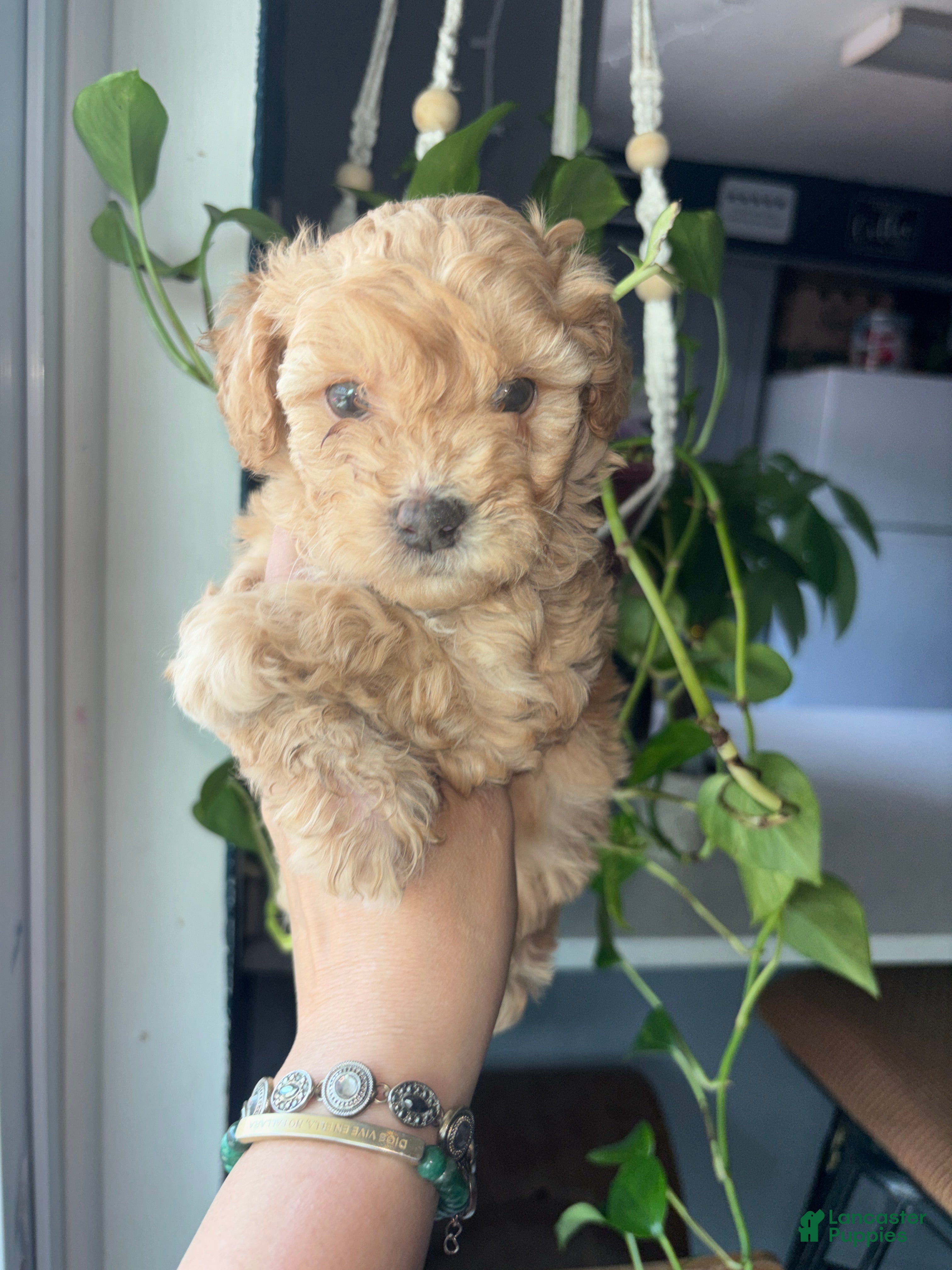 Toy Poodle dogs Toy Poodle 4 - Ad 15