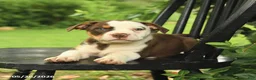 Mixed Breed dogs for sale: Madison - Ad 4