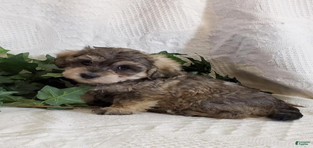 Gallery Image {{count}}