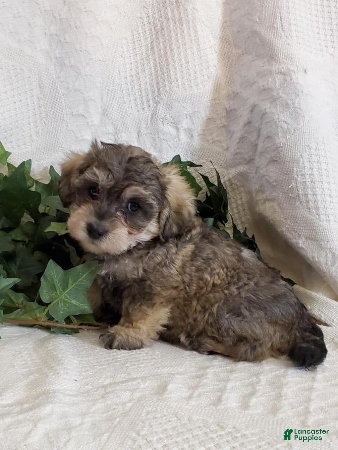 Gallery Image {{count}}