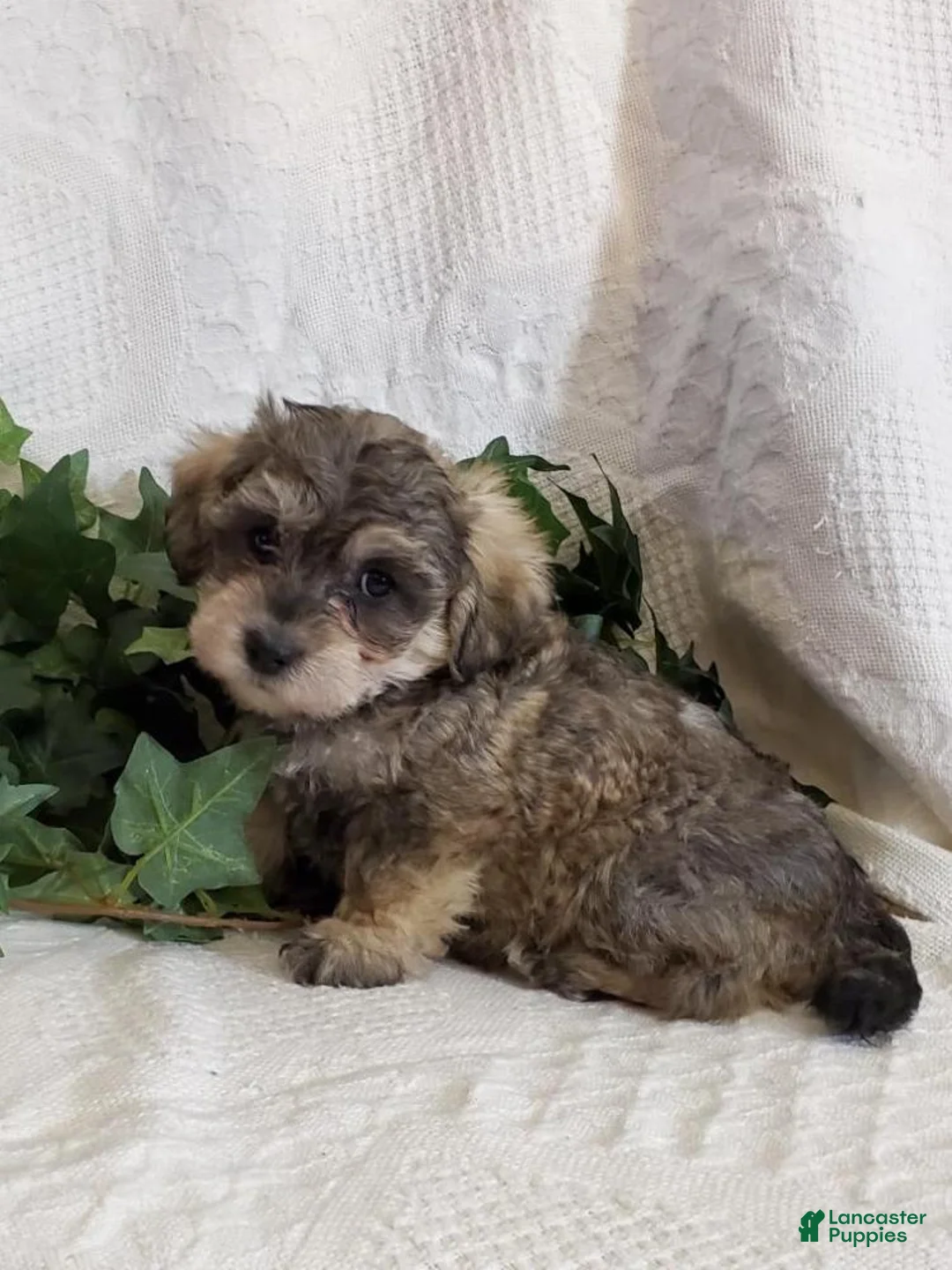 Gallery Image {{count}}