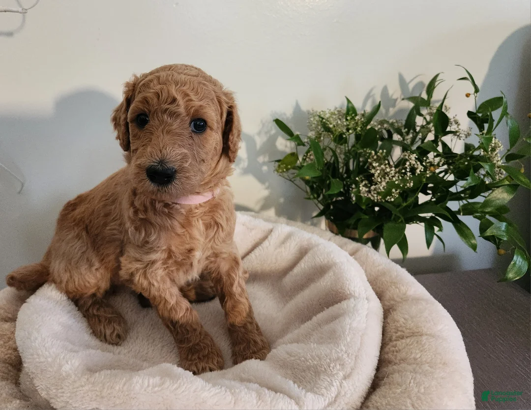 Standard Poodle dogs for sale: Baby - Ad 2
