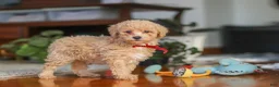 Miniature Poodle dogs for sale: Brady - Ad 6
