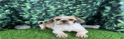 Shih Tzu dogs for sale: Shih Tzu Puppy 3 - Ad 5
