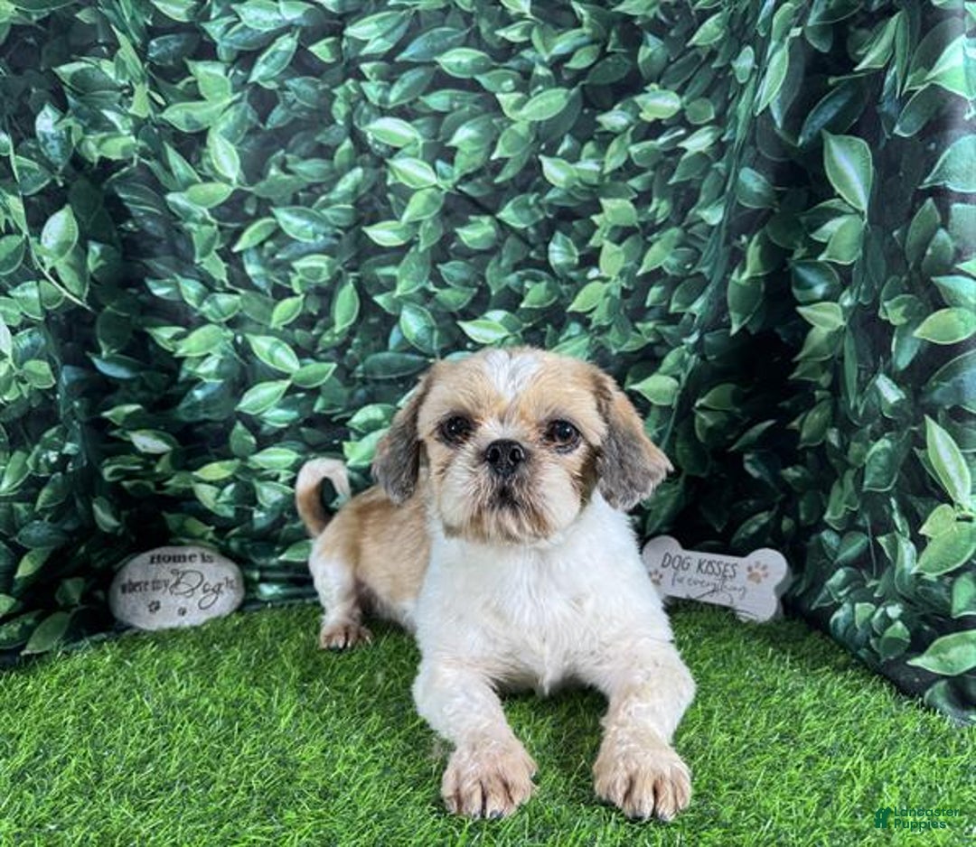 Shih Tzu dogs for sale: Shih Tzu Puppy 3 - Ad 5