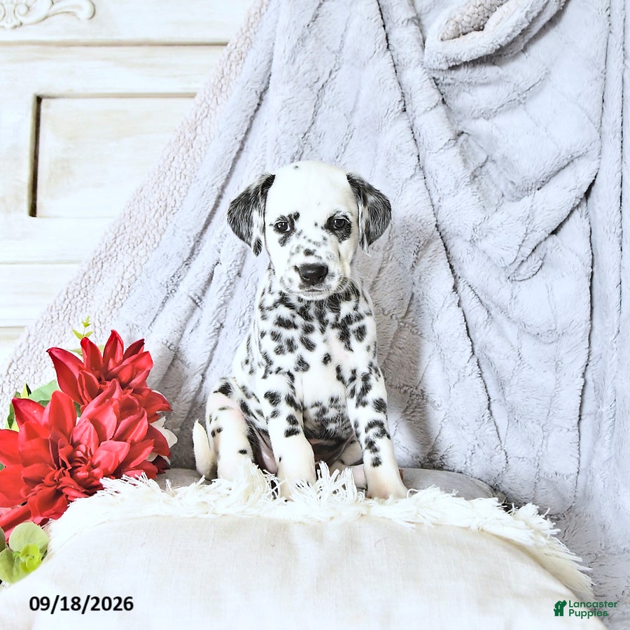 Dalmatian dogs Sage - Ad 2