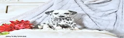 Dalmatian dogs for sale: Sage - Ad 2